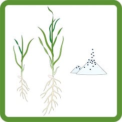 rice plants 